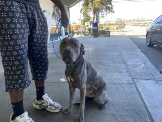 An adult large-sized male Pit Bull Terrier dog named Drake for adoption in Los Angeles, CA