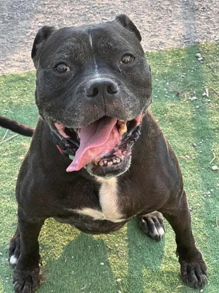 An adult medium-sized male Black Boxer dog named Ricky for adoption in Evansville, IN