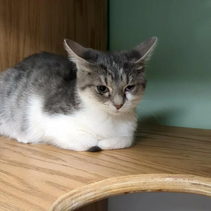 A baby small-sized female Gray / Blue / Silver Domestic Short Hair cat named Emily for adoption in Shinnston, WV