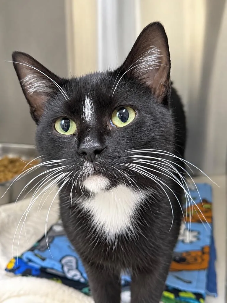 A young medium-sized male Domestic Short Hair cat named Sylvester for adoption in Menomonie, WI