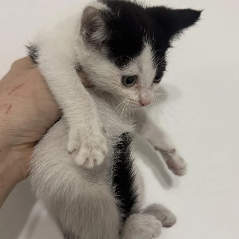 A baby small-sized female Black & White / Tuxedo Domestic Short Hair cat named Frunk for adoption in Sherman Oaks, CA