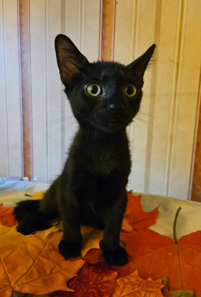 A baby medium-sized male Domestic Short Hair cat named Quince for adoption in Youngsville, NC