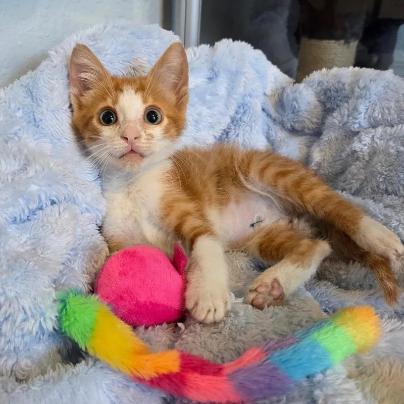 A baby small-sized male Orange / Red Domestic Short Hair cat named Tater Tot for adoption in Lutz, FL