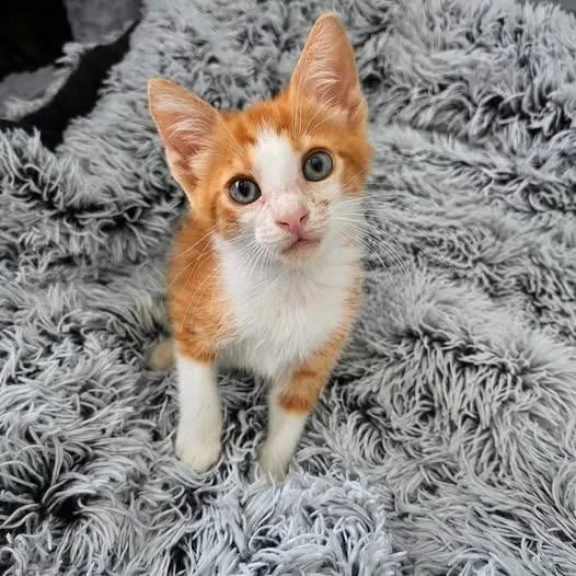 Tater Tot thumbnail 2