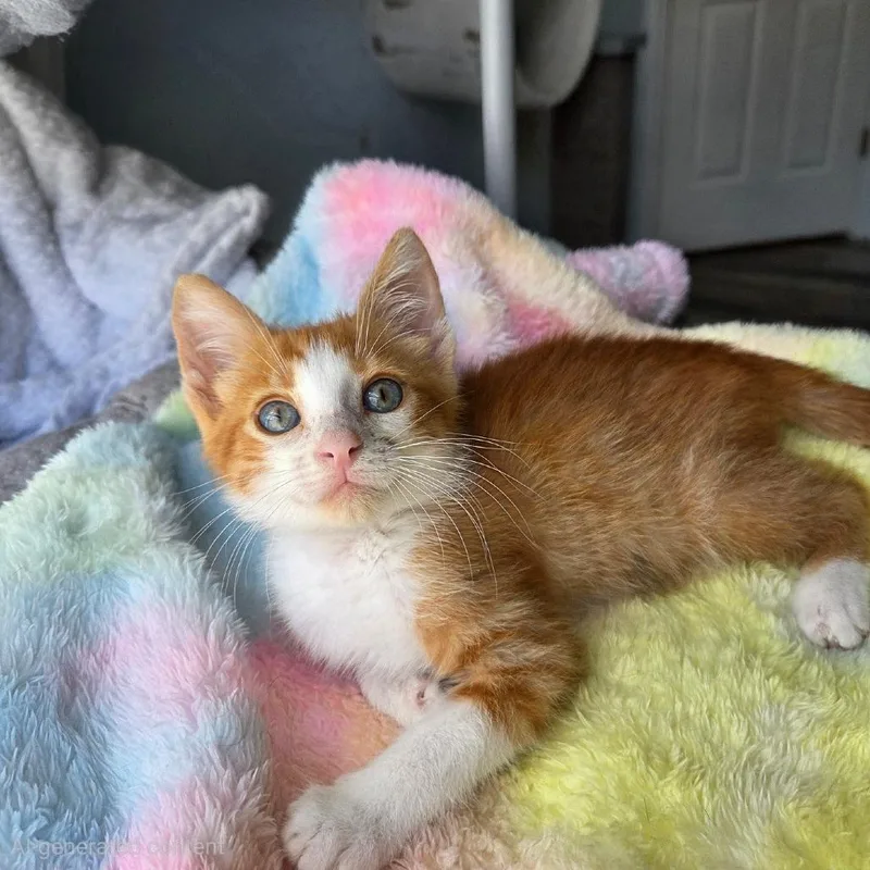 Tater Tot thumbnail 3