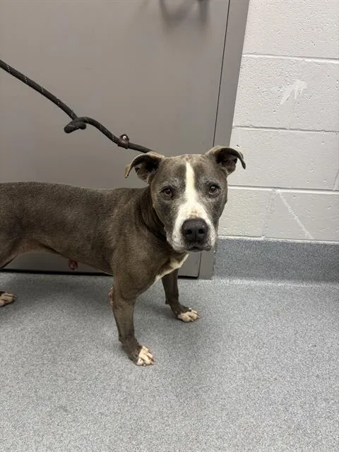 An adult large-sized male Pit Bull Terrier dog named Miles for adoption in Indianapolis, IN