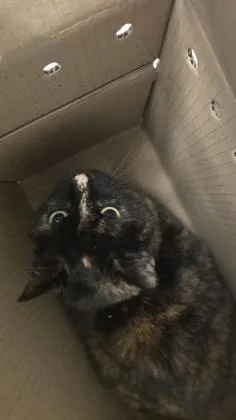 An adult medium-sized female Black Domestic Short Hair cat named Tiny for adoption in Wichita, KS