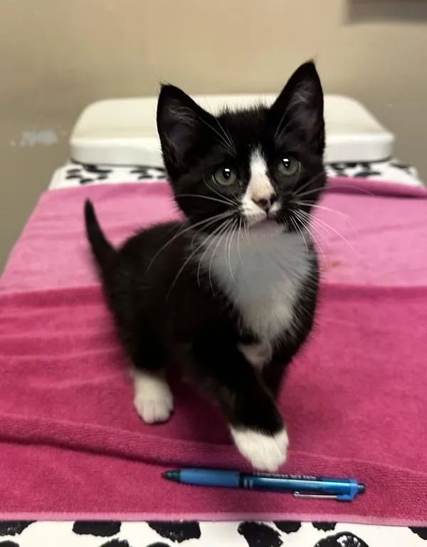 A baby small-sized male Domestic Long Hair cat named Jake for adoption in Oceanside, CA
