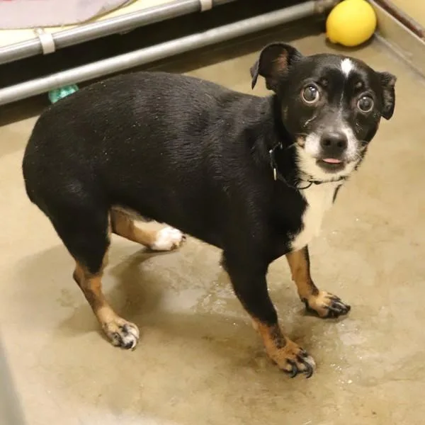 An adult small-sized male Chihuahua dog named Asher for adoption in Sioux City, IA