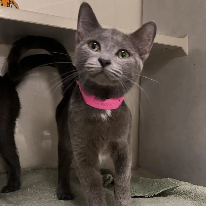 A young medium-sized female Gray / Blue / Silver Domestic Short Hair cat named Donna for adoption in Fairport, NY