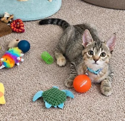 A baby small-sized female Domestic Short Hair cat named Apple for adoption in Elk Grove Village, IL