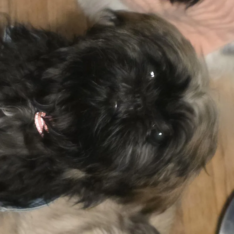 Mia