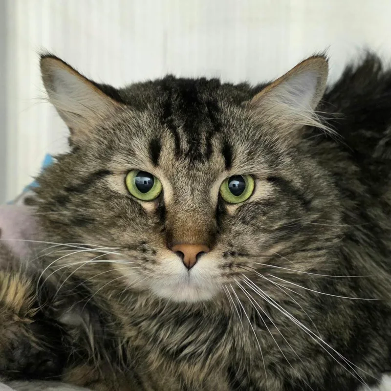 An adult medium-sized male Domestic Long Hair cat named Bubba for adoption in Cumming, GA