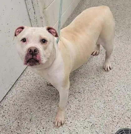 An adult extra large-sized male Yellow / Tan / Blond / Fawn Pit Bull Terrier dog named Lebowski for adoption in Kansas City, MO