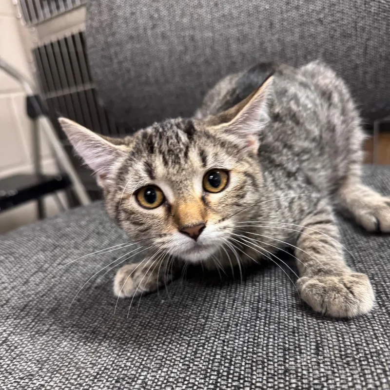 A baby small-sized female Brown / Chocolate Domestic Short Hair cat named Leggings for adoption in Middleburg, FL