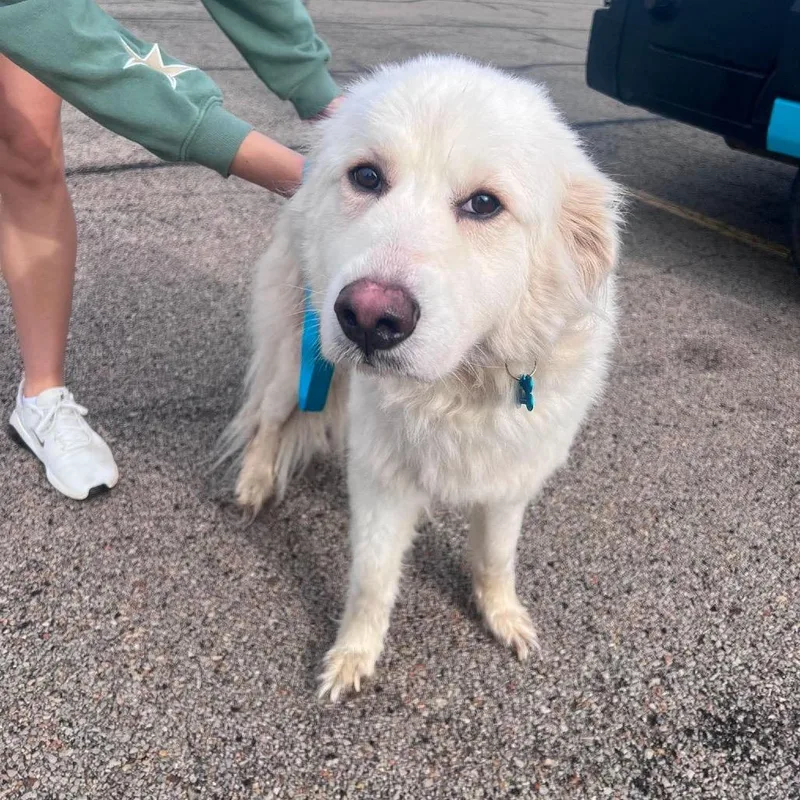 A young medium-sized female White / Cream Great Pyrenees dog named Elsa for adoption in St. Charles, IL