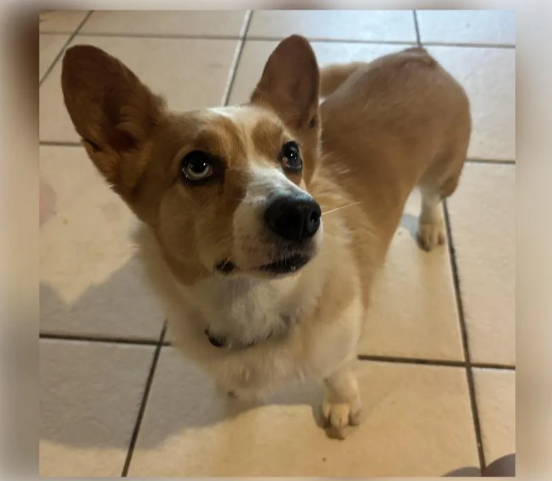 A young small-sized female Apricot / Beige Pembroke Welsh Corgi dog named Phoenix for adoption in Fort Lauderdale, FL