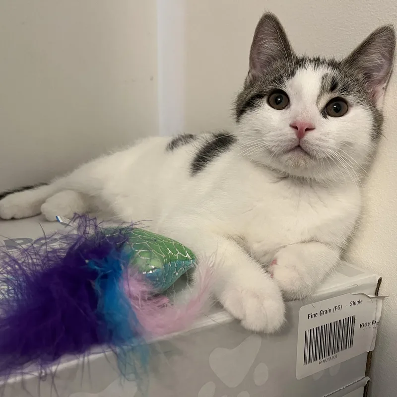 Cornelius thumbnail 2