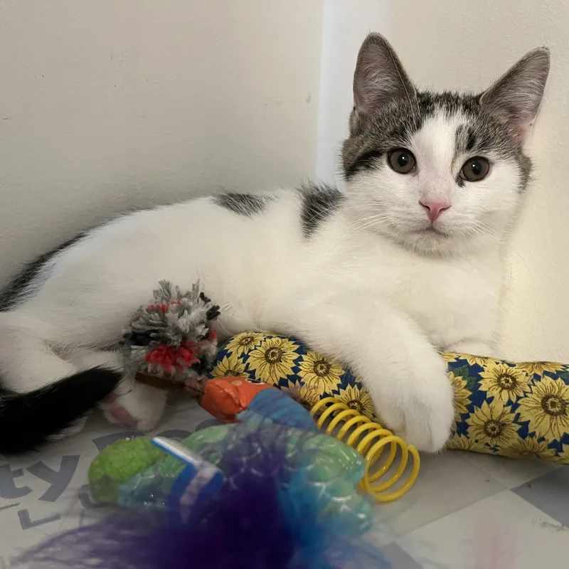 A baby large-sized male White Domestic Short Hair cat named Cornelius for adoption in Massillon, OH