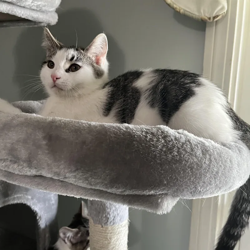 Cornelius thumbnail 3