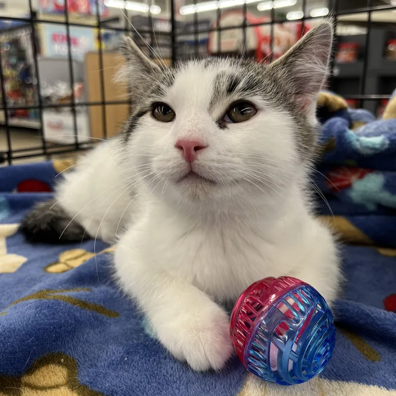 Cornelius thumbnail 4