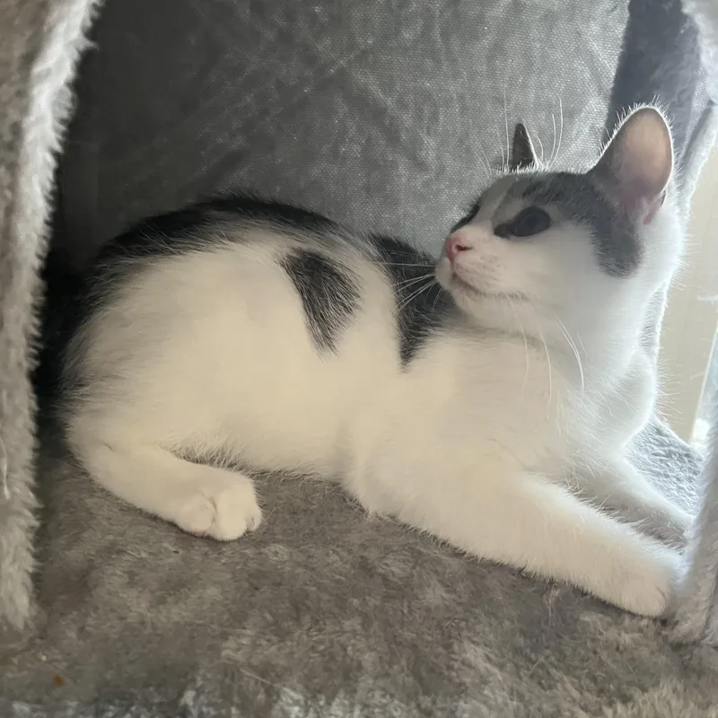 Cornelius thumbnail 6