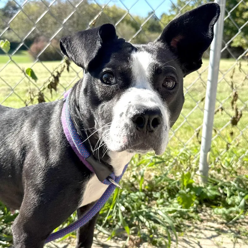 An adult medium-sized female Black Mixed Breed dog named Maya for adoption in Owosso, MI