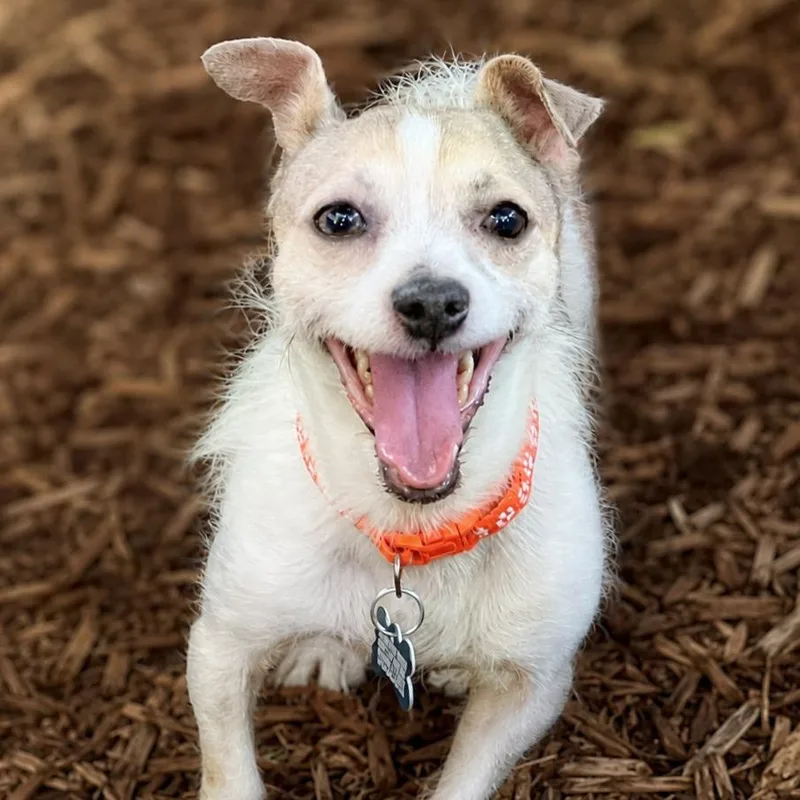 An adult small-sized male Yellow / Tan / Blond / Fawn Chihuahua dog named Alfie for adoption in Boerne, TX