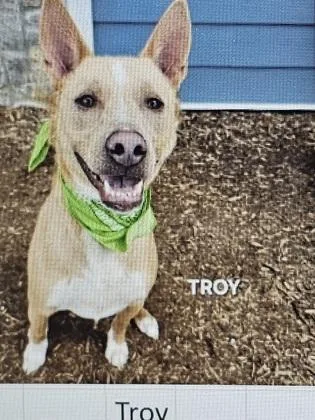 A young large-sized male Mixed Breed dog named Troy for adoption in Cincinnati, OH