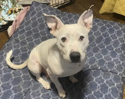 An adult large-sized female White / Cream Pit Bull Terrier dog named Magik for adoption in Kansas City, MO