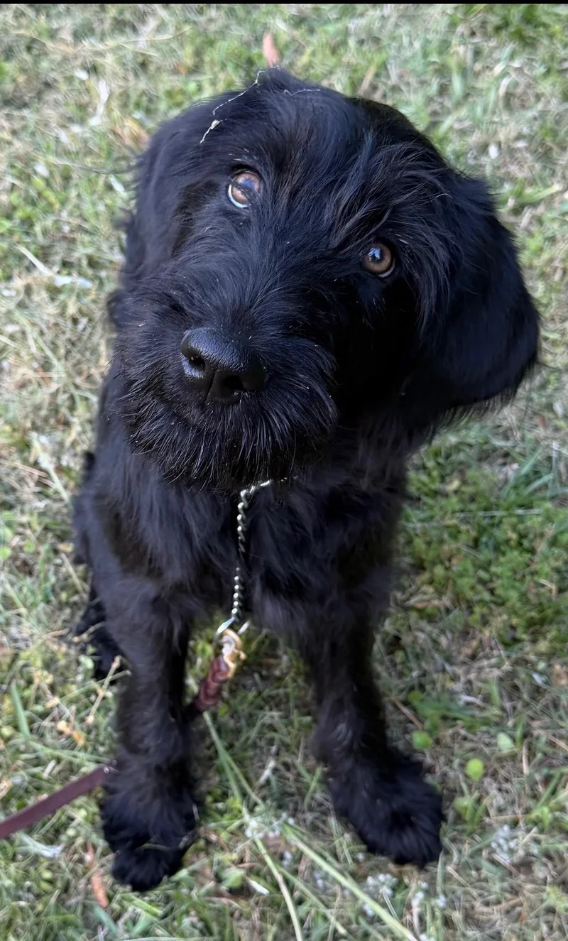 Poppy
