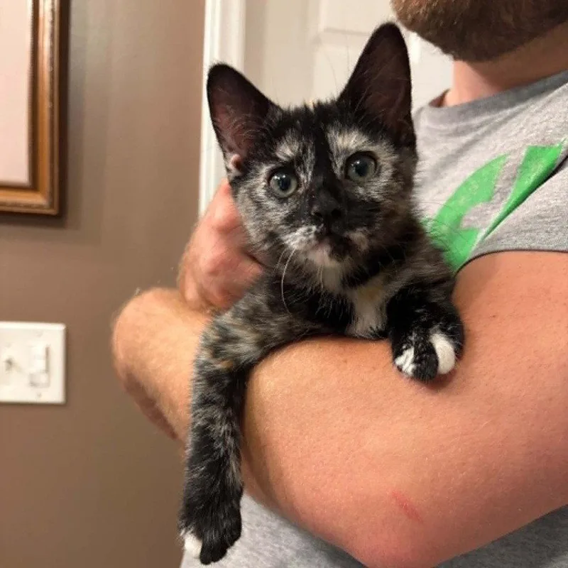 A baby medium-sized female Manx cat named Siichi for adoption in Candler, NC
