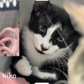 A baby small-sized male Black Domestic Short Hair cat named Niko A??? for adoption in SANTA ROSA BEACH, FL