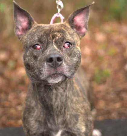 An adult medium-sized female Mixed Breed dog named Charmie for adoption in West Chester, PA