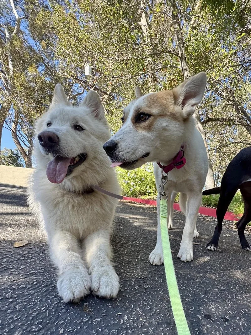 A young medium-sized female White / Cream Cattle Dog dog named Sage for adoption in Los Angeles, CA