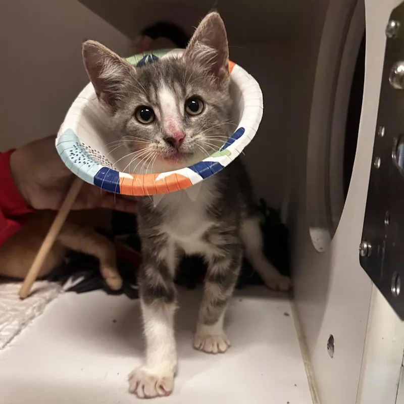A baby small-sized male Gray / Blue / Silver Domestic Short Hair cat named Mackinac Island Fudge for adoption in Dearborn, MI