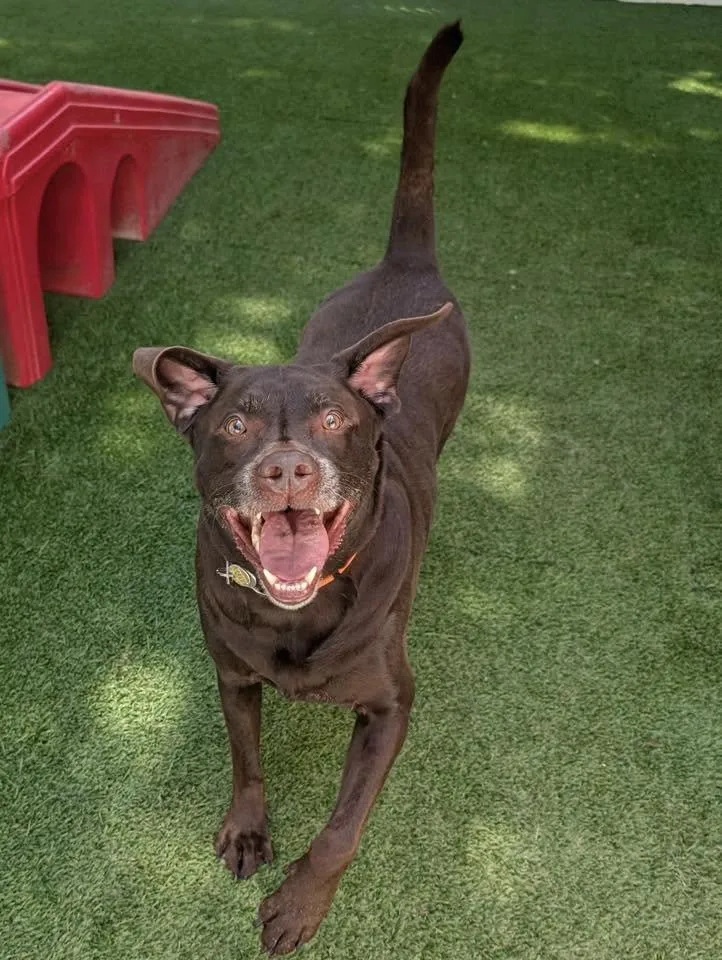 An adult extra large-sized male Brown / Chocolate Chocolate Labrador Retriever dog named Griffin for adoption in North Olmsted, OH