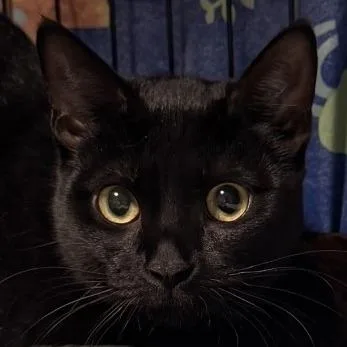 A young large-sized female Black Domestic Short Hair cat named Sarabi City Of Industry for adoption in Chino Hills, CA