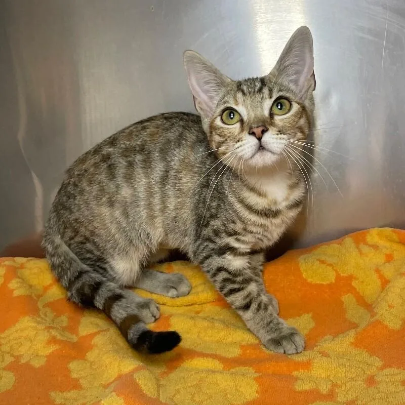 A young medium-sized female Domestic Short Hair cat named Betsy for adoption in Roanoke, VA