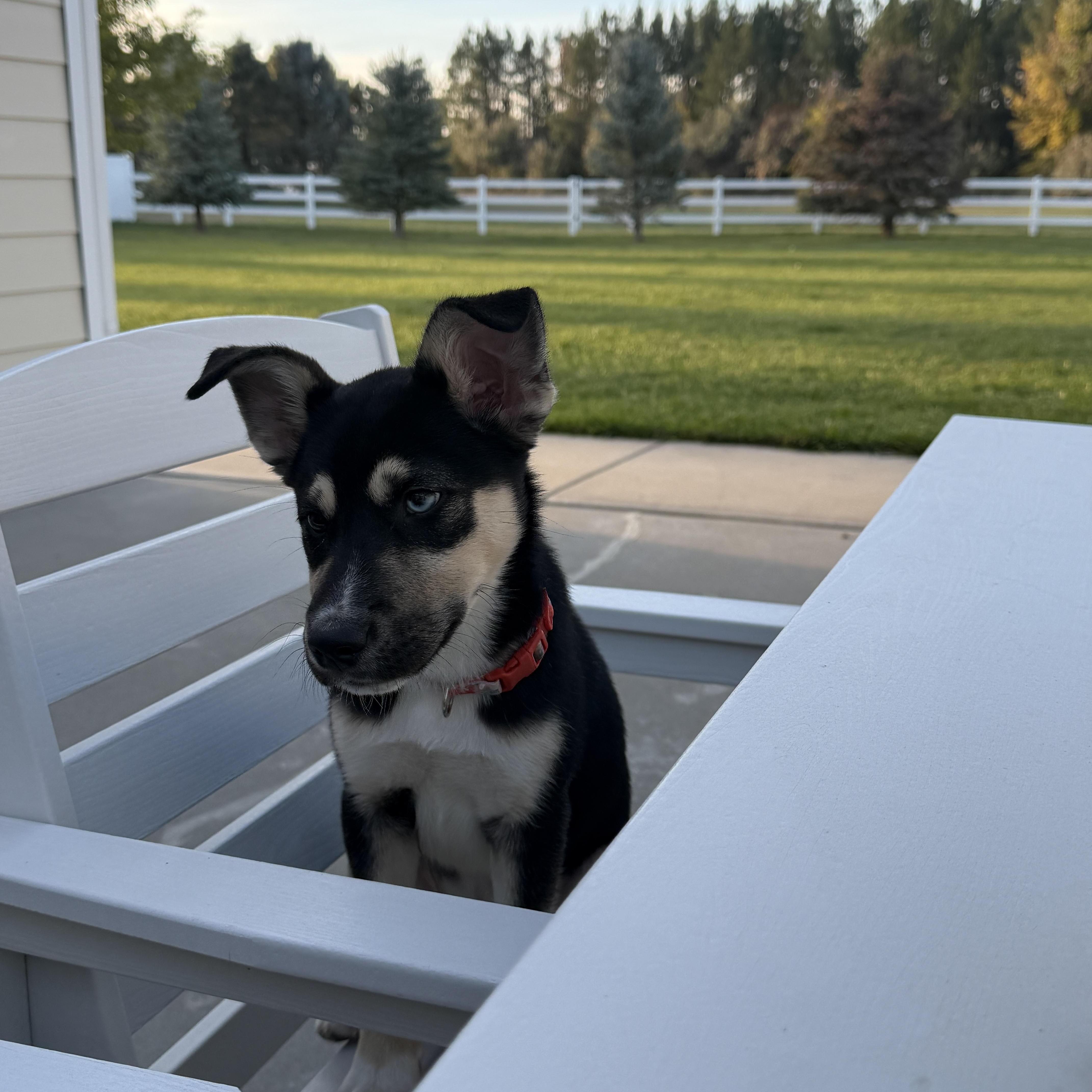 A young medium-sized male Bicolor German Shepherd Dog dog named Zander for adoption in Joliet, MT