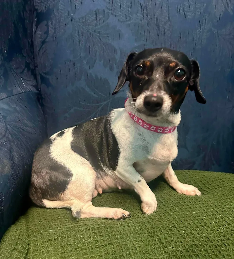 An adult small-sized female Chihuahua dog named Sally for adoption in Walker, LA