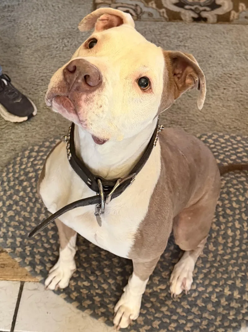 A young medium-sized male Yellow / Tan / Blond / Fawn American Bully dog named Pistolnot a Lucky Dog for adoption in Hutchinson, KS
