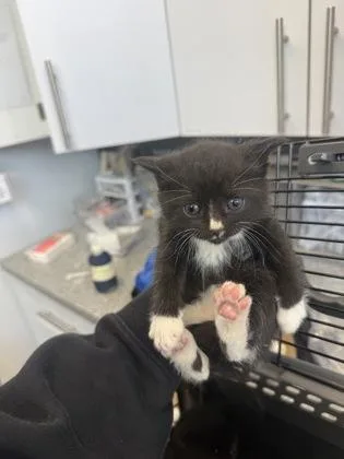 A baby small-sized male Domestic Short Hair cat named Riq for adoption in West Chester, PA
