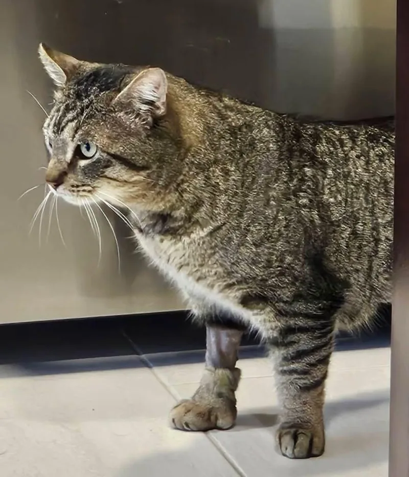 Mr. Thumbs thumbnail 3