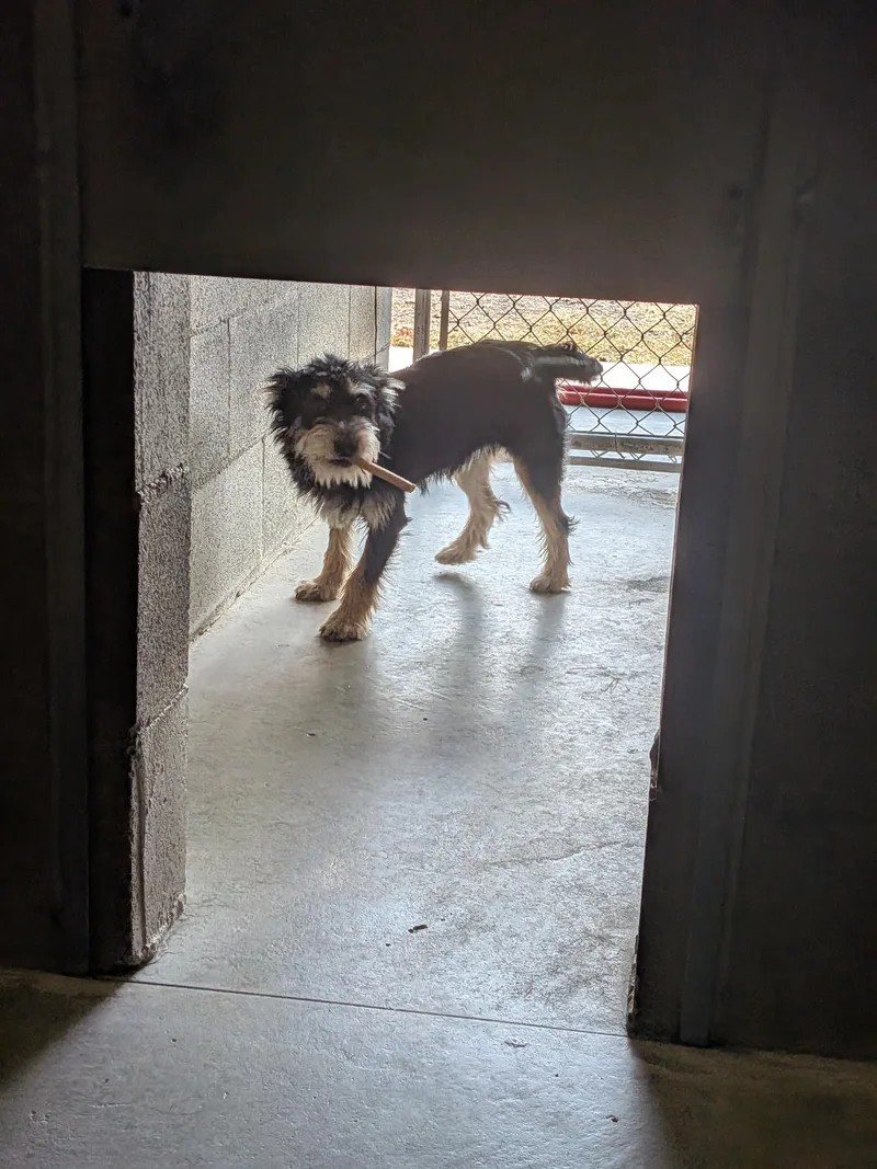 A baby small-sized male Miniature Schnauzer dog named Depot for adoption in Hermiston, OR