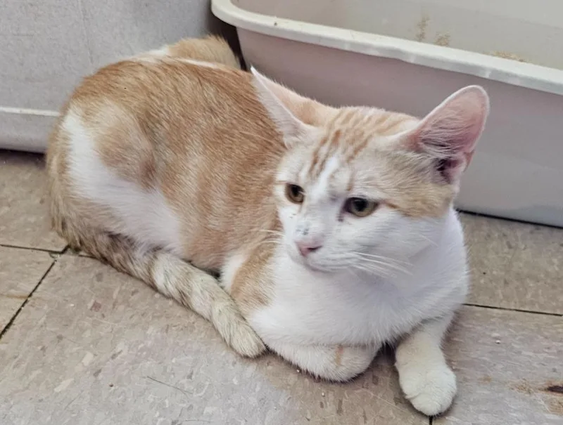 A young medium-sized male Domestic Short Hair cat named Nacho for adoption in Marianna, FL