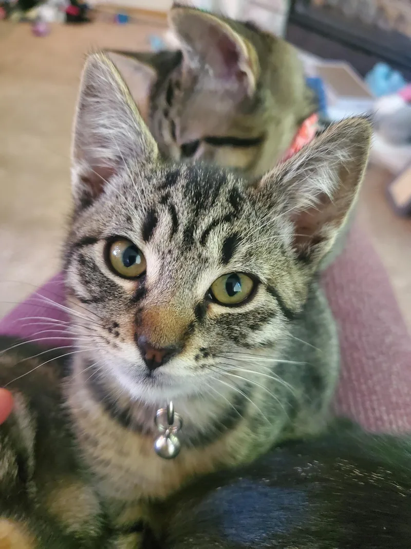 A baby medium-sized female Domestic Short Hair cat named Pickles for adoption in Rochester, WA