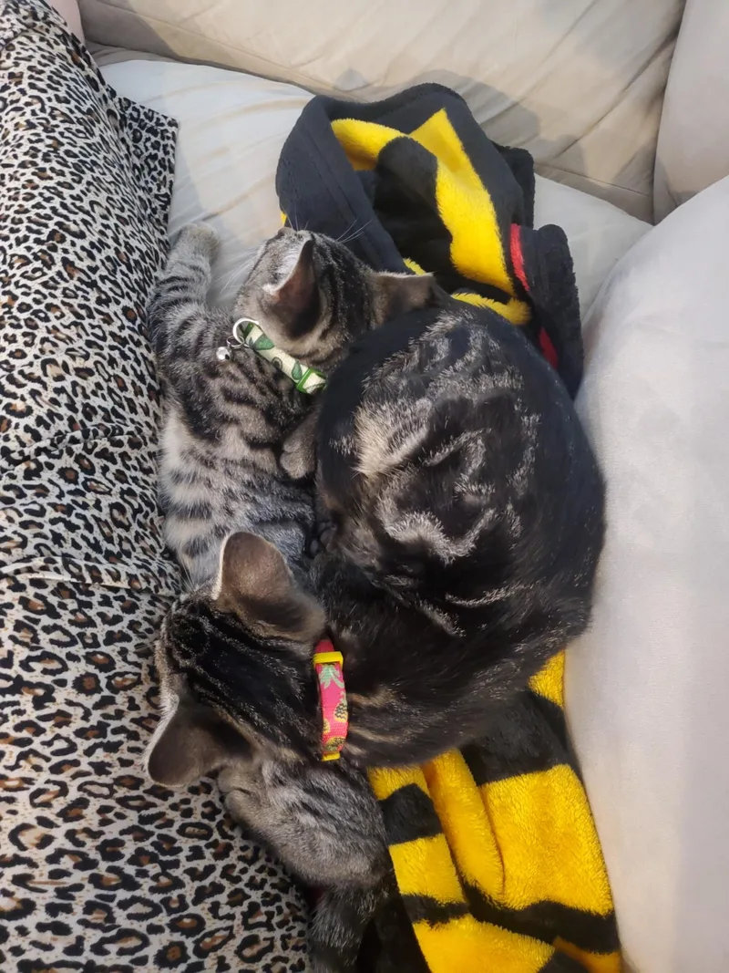 Pickles thumbnail 2