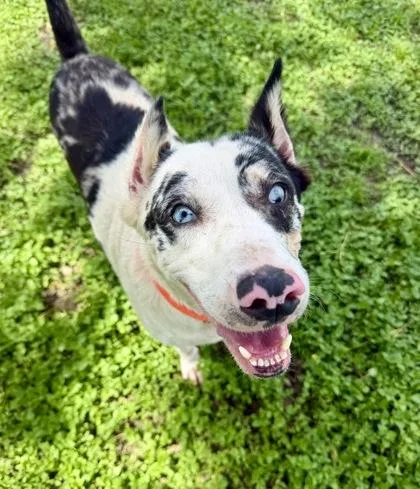 An adult large-sized female Gray / Blue / Silver Australian Cattle Dog / Blue Heeler dog named Luna for adoption in Inverness, FL