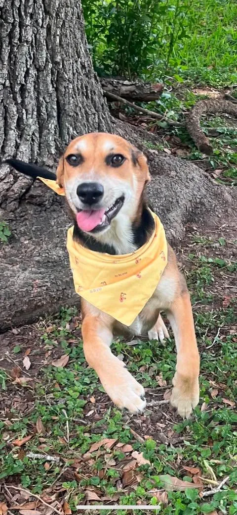 A baby medium-sized female Bicolor Shepherd dog named Saturday for adoption in Vernon, CT